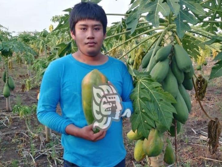 Abundante producción de papayas en la sierra de Soteapan