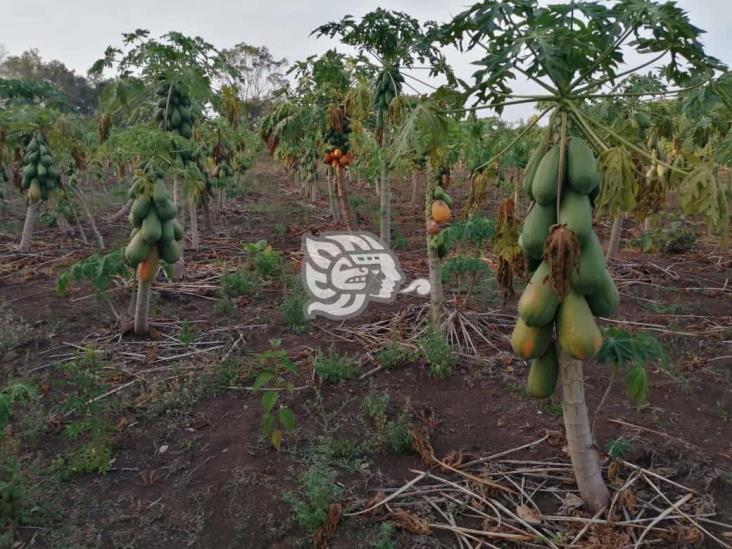 Abundante producción de papayas en la sierra de Soteapan