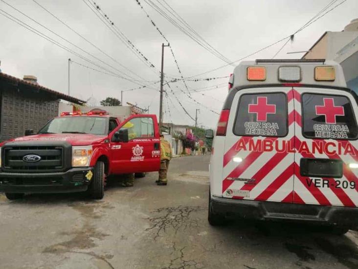 Enjambre de abejas ataca a mujer y niño en Córdoba