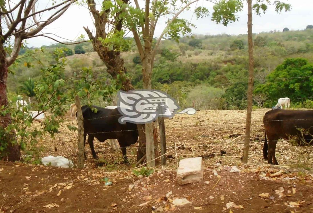 Comienza a secarse el pasto del ganado en sierra de Soteapan