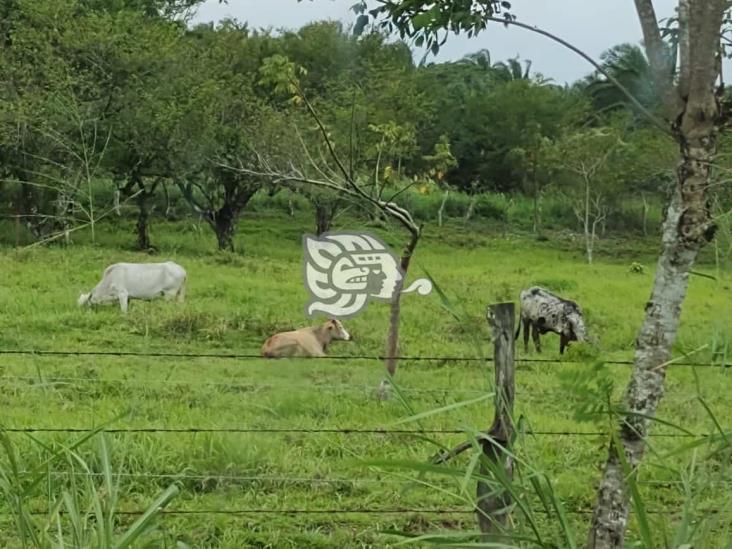 Abejas mataron a un becerro en Moloacán; temen pobladores