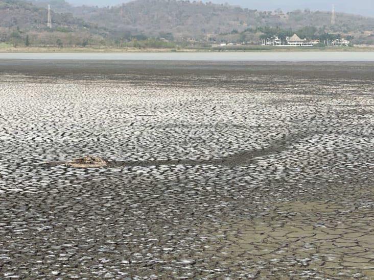 Pelícanos y patos mueren ante devastación de laguna El Farallón