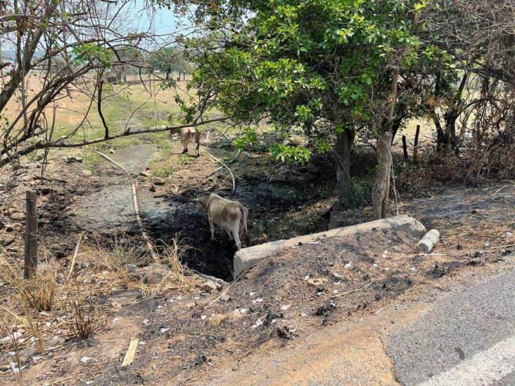 No descartan que mineras de Canadá estén tras devastación de El Farallón