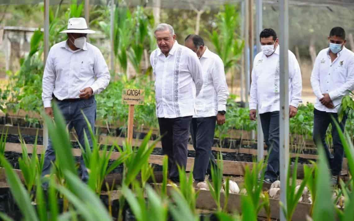 Sembrando Vida beneficia a productores de Puebla, asegura AMLO