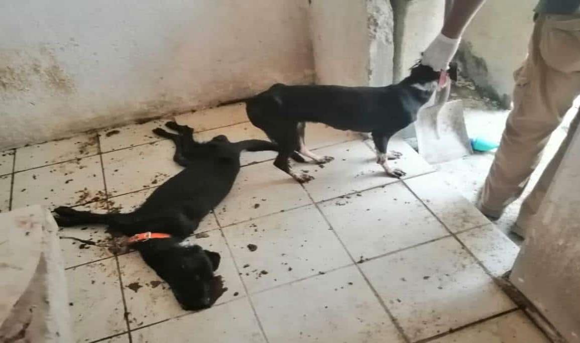 Aflora crueldad animal en Veracruz; abandonan a perros para que mueran de hambre