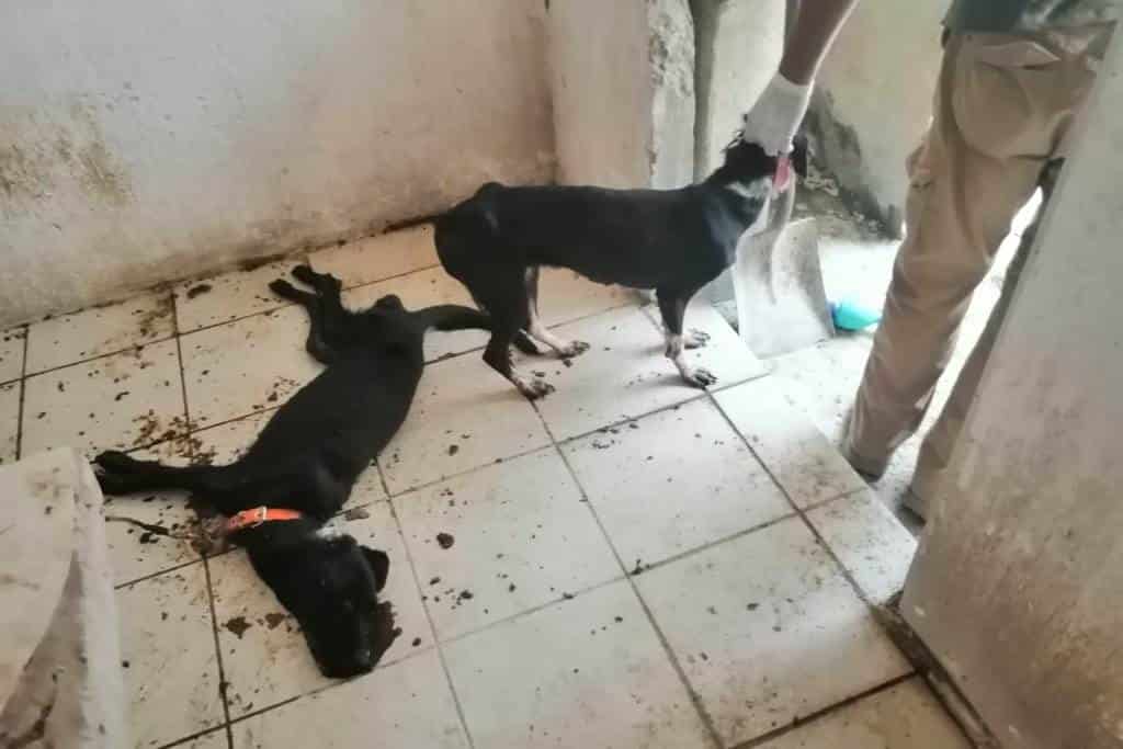 Aflora crueldad animal en Veracruz; abandonan a perros para que mueran de hambre