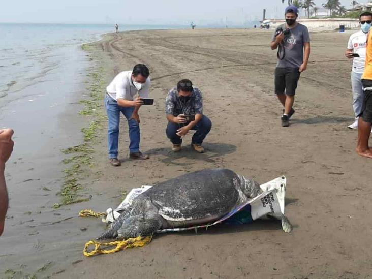 Hallan tortuga marina muerta en playa de Boca del Río