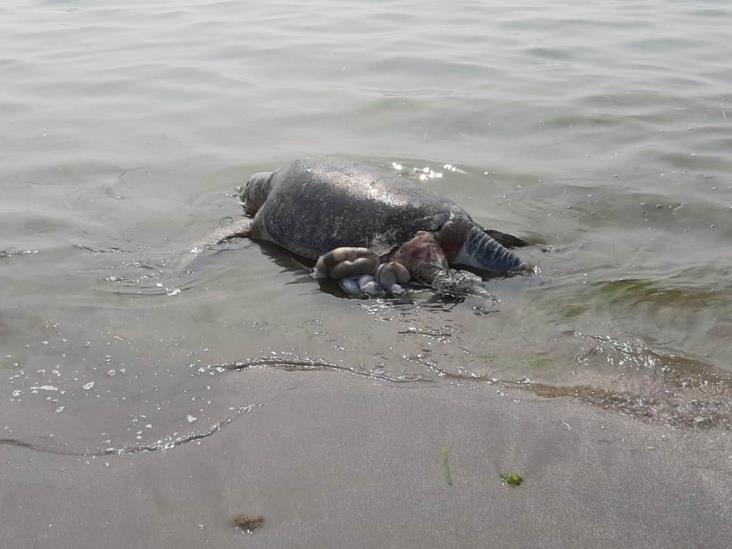 Hallan tortuga marina muerta en playa de Boca del Río