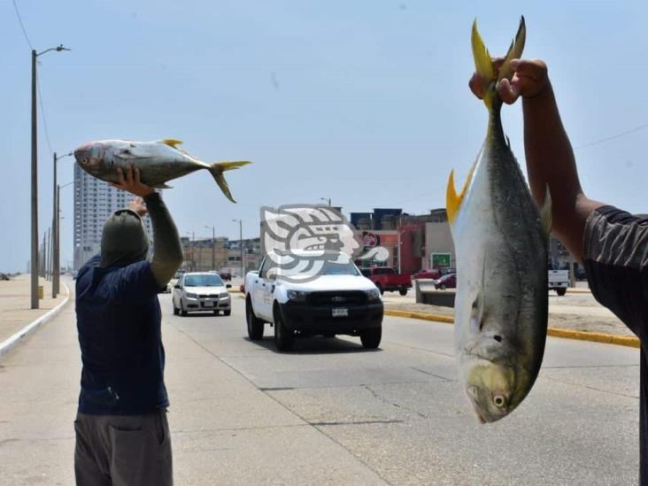 Venta de gallegos, un alivio para el bolsillo de pescadores