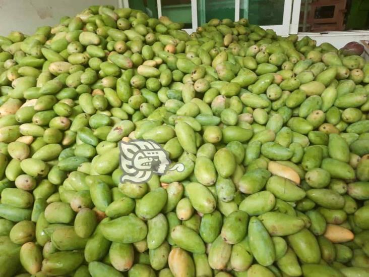 Llegan toneladas de mangos a la ciudad, fueron cultivados en la Sierra de Soteapan