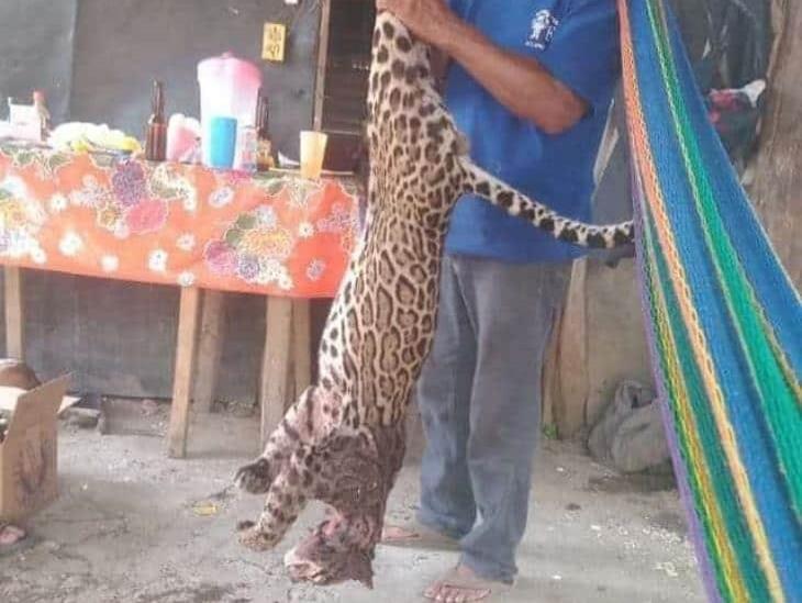 Presumen caza de un ocelote en Jáltipan y se indignan en redes sociales