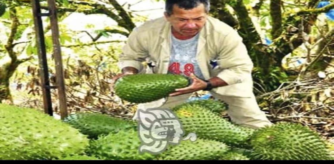 Buscan mercado para desplazar guanábana de la sierra de Soteapan