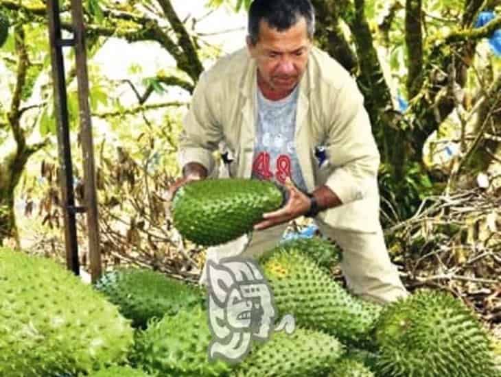 Buscan mercado para desplazar guanábana de la sierra de Soteapan