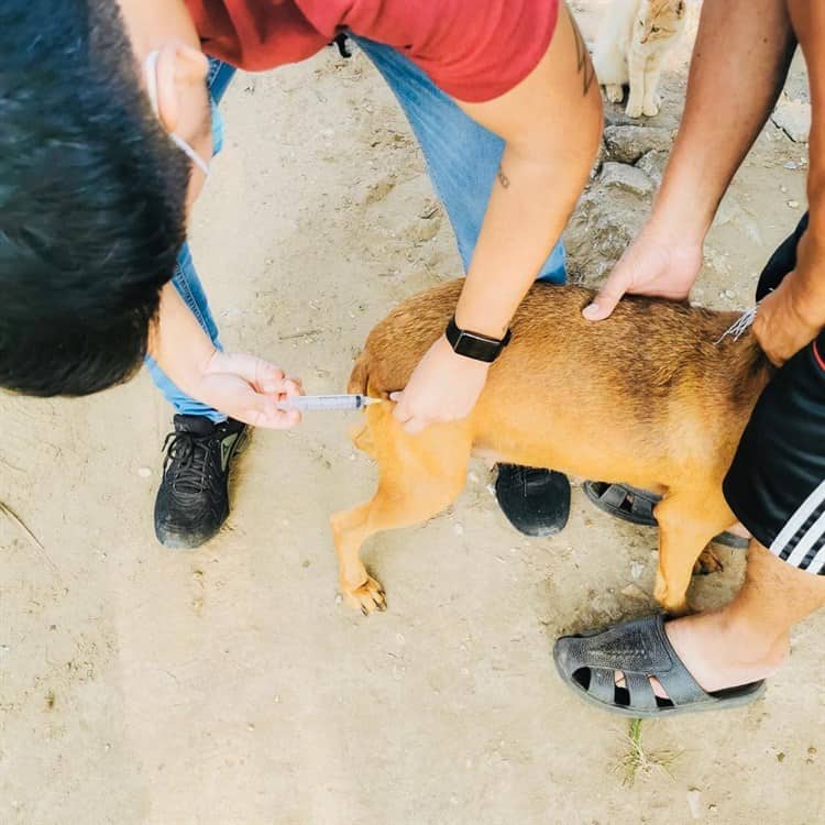 Claudio Trujillo impulsa campaña de protección de los animales de la calle