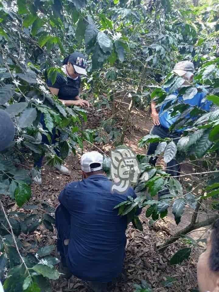 En un segundo predio, hallan 7 posibles fosas clandestinas más, en Ixtaczoquitlán