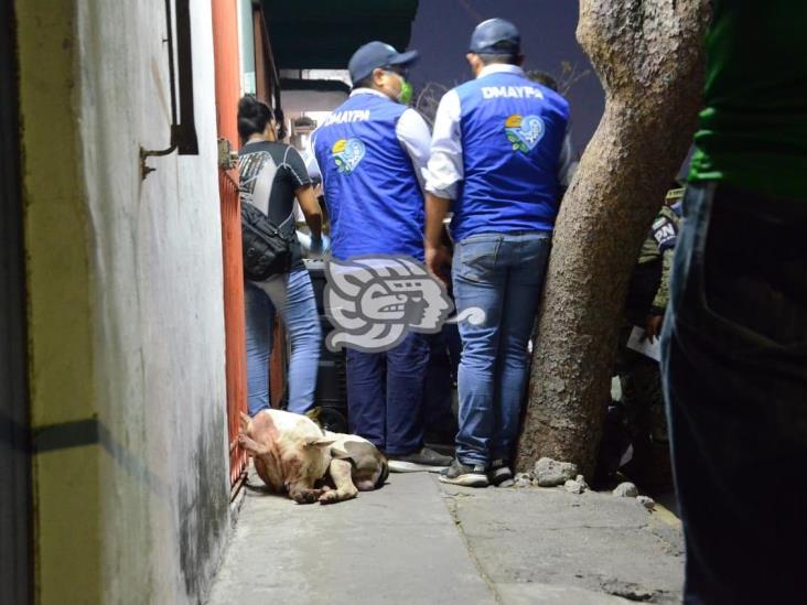 Fallece mujer tras ataque de perro pitbull en Veracruz