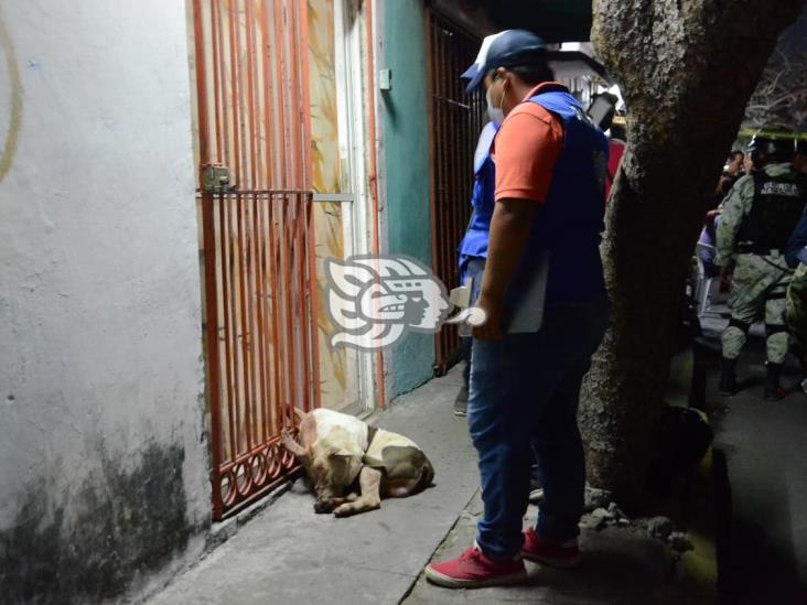 Fallece mujer tras ataque de perro pitbull en Veracruz