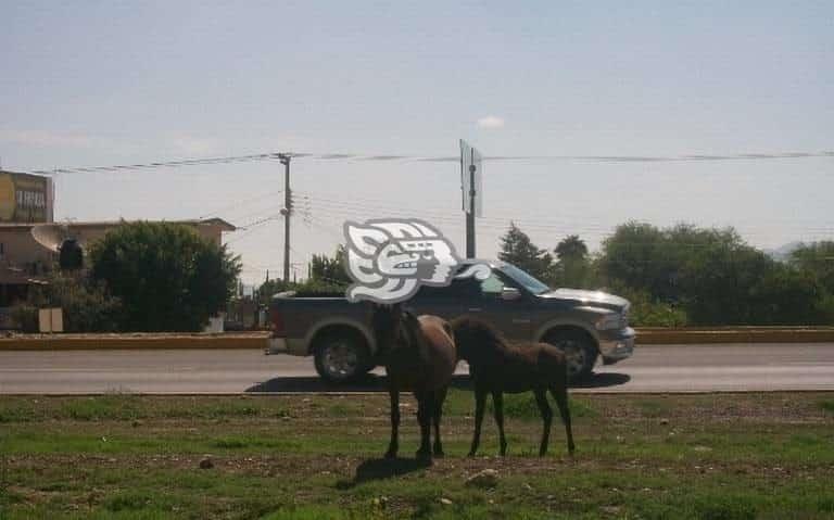 En carreteras de la sierra ganado suelto representa gran peligro