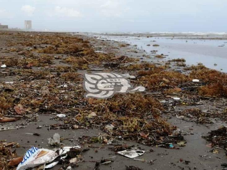 Efectos del norte arrastran sargazo a las playas porteñas