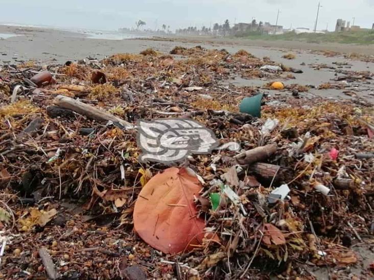 Efectos del norte arrastran sargazo a las playas porteñas