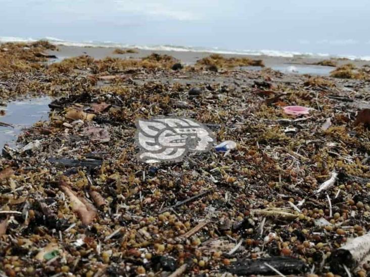 Efectos del norte arrastran sargazo a las playas porteñas