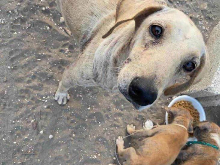 Multarán con 10 mil pesos a quien tenga a su mascota bajo el sol