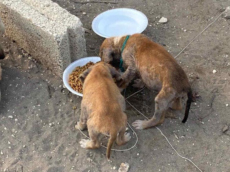 Multarán con 10 mil pesos a quien tenga a su mascota bajo el sol