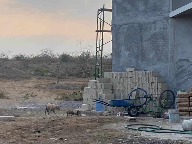 Multarán con 10 mil pesos a quien tenga a su mascota bajo el sol