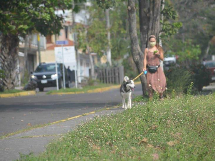 Multarán con 10 mil pesos a quien tenga a su mascota bajo el sol