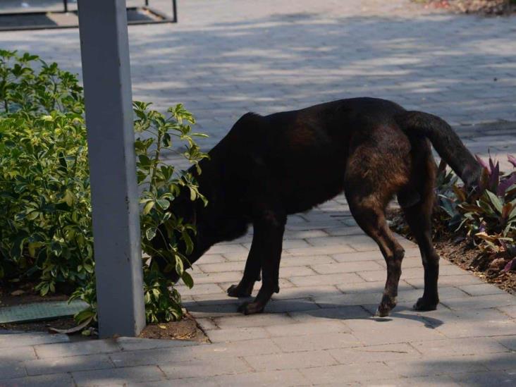 Multarán con 10 mil pesos a quien tenga a su mascota bajo el sol