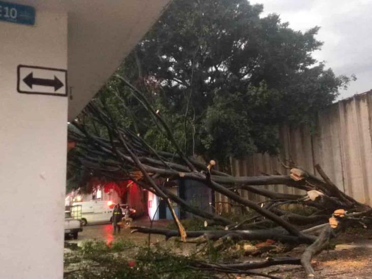 Fuerte tormenta provoca afectaciones en zona centro; reportan cultivos afectados