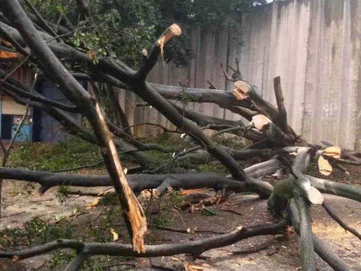 Fuerte tormenta provoca afectaciones en zona centro; reportan cultivos afectados