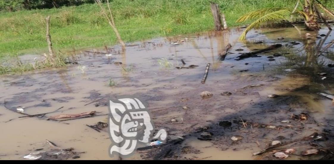 Ante bloqueo de afluente, lluvias inundan predios de aguas negras