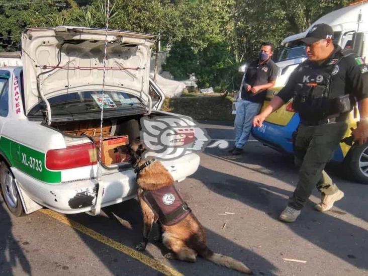 Fuerza Civil y Compañía K9 aseguran taxi con droga en Jilotepec