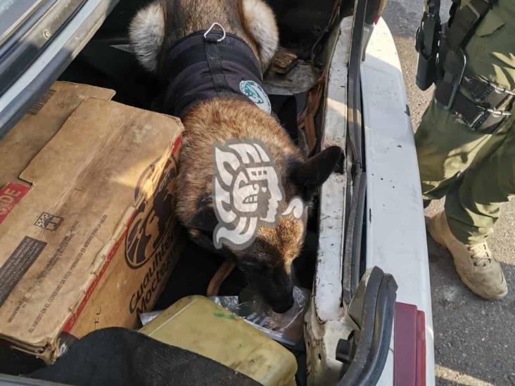 Fuerza Civil y Compañía K9 aseguran taxi con droga en Jilotepec