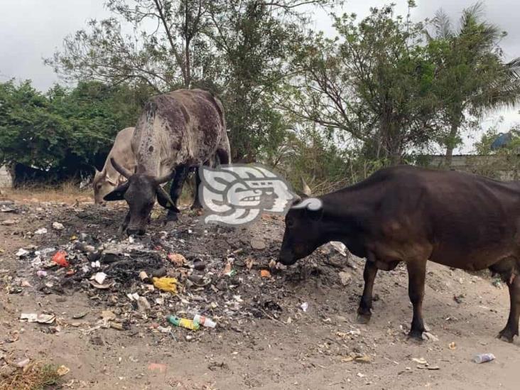 Abandonadas las colonias de Veracruz