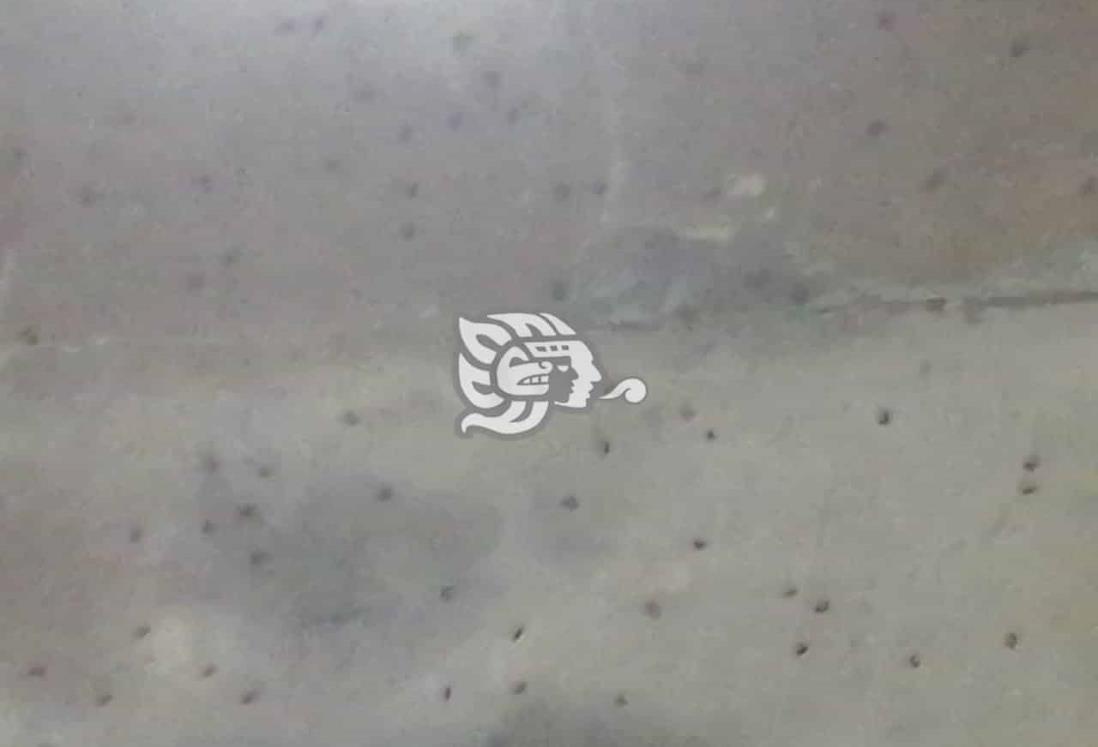 Abejas se metieron hasta el baño en la colonia San Agustín
