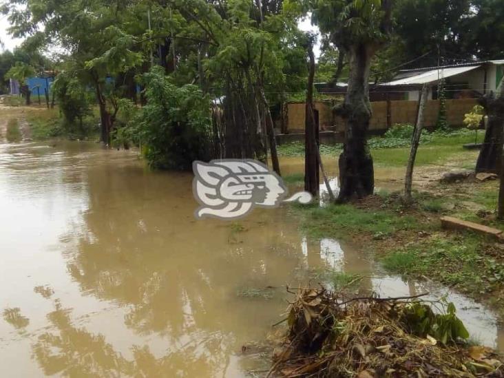 Fuerte viento y lluvia tira árboles en Cosolea; afluentes crecen