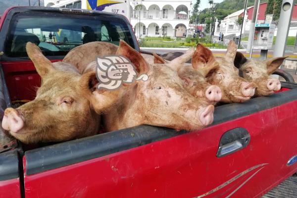Tras aplicación de vacuna anticovid, venta de carne de cerdo se recupera en Orizaba