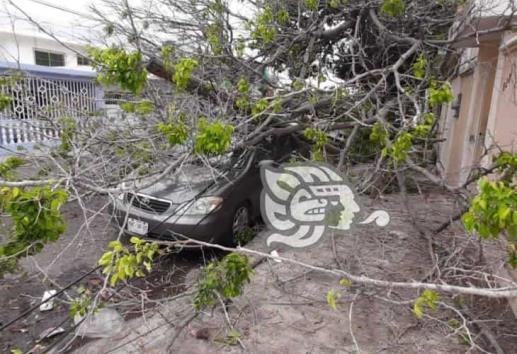 Cae árbol encima de dos unidades vehiculares en Puerto de Veracruz