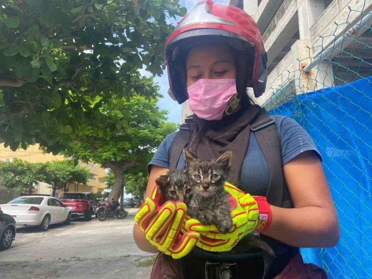 Bomberos rescatan a 6 gatitos en Veracruz