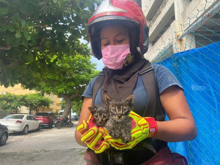 Bomberos rescatan a 6 gatitos en Veracruz