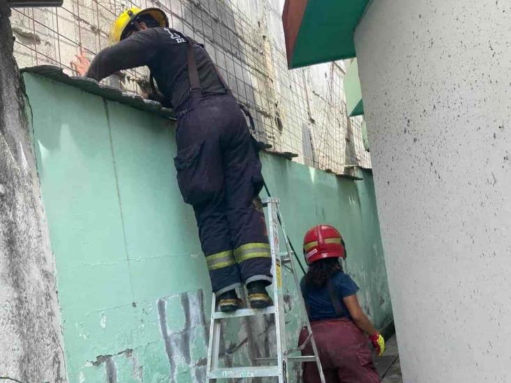 Bomberos rescatan a 6 gatitos en Veracruz