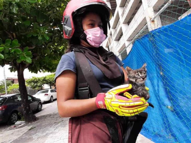 Bomberos rescatan a 6 gatitos en Veracruz