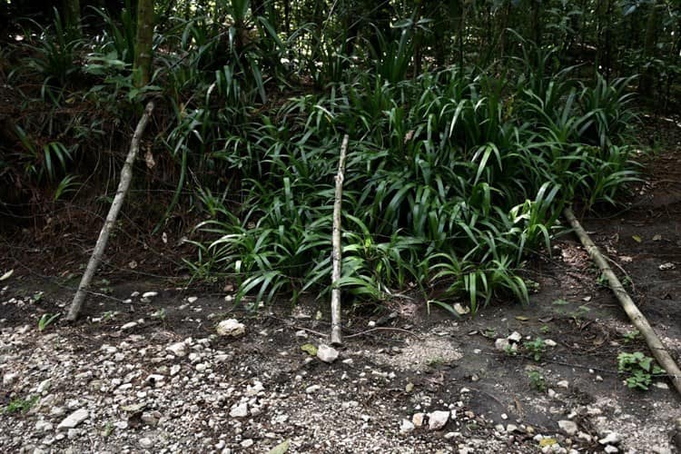 En bosque de Coatepec no hay caza furtiva; inmobiliarias no deben pisar ley: Profepa