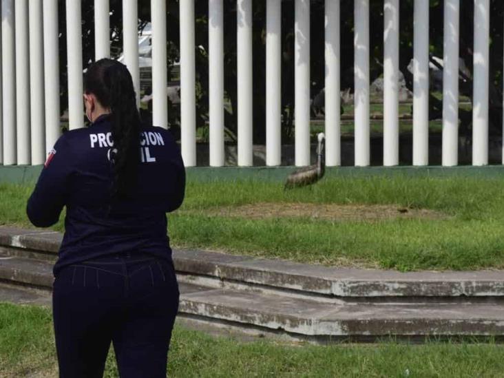 En Boca del Río, rescatan a pelícano lesionado