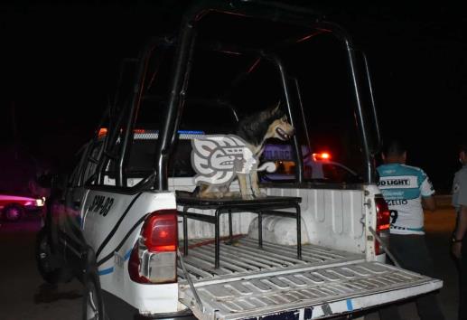 Envenenan a Tobi, perro que frustró robo a banco en Texistepec