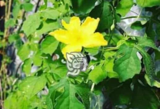 Cundeamor, Anamo y Cordoncillo, plantas de monte que ayudan a sobrellevar el Covid-19