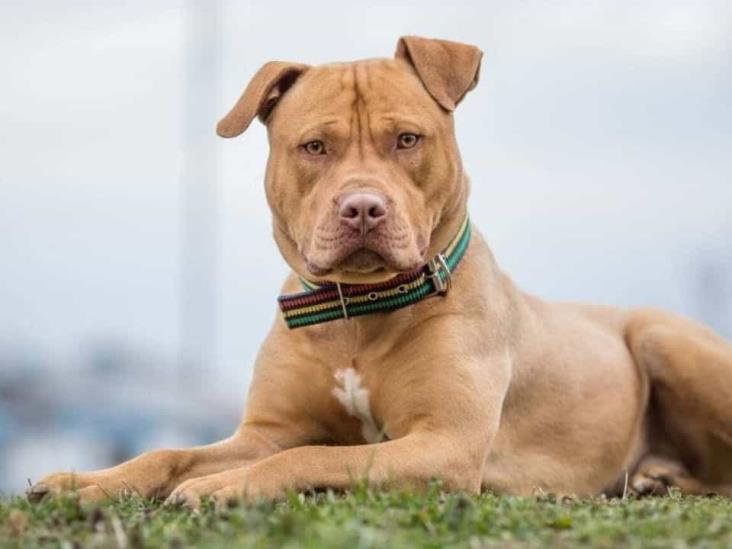 Mujer agrede con un machete a pitbull encadenado; pasó en Tequila