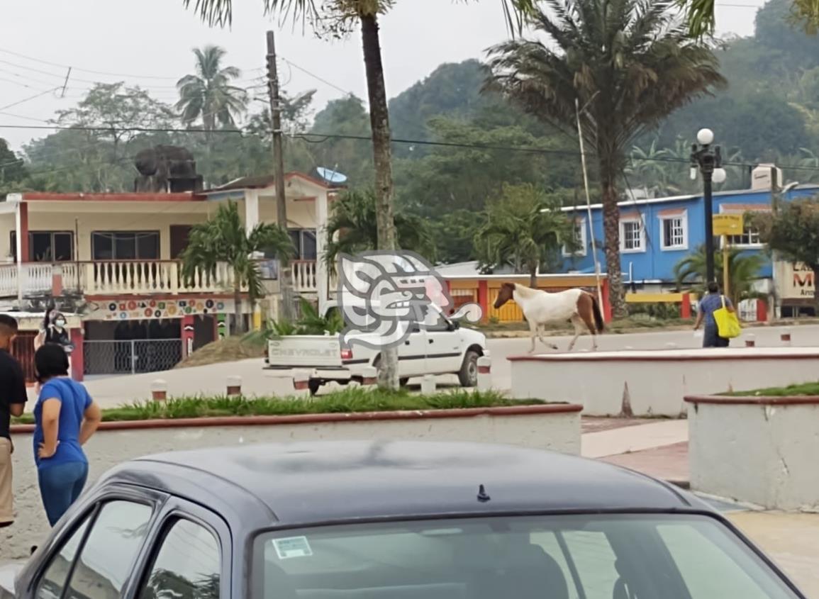 Caballos a plena calle, un riesgo en Moloacán; exigen solución